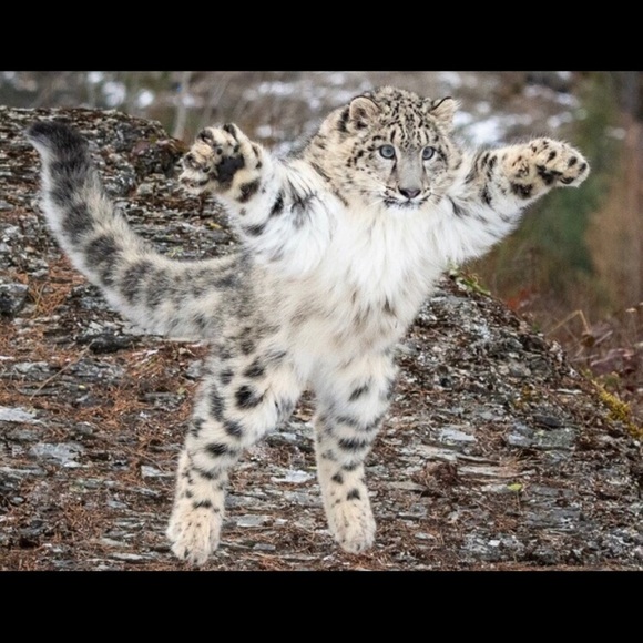 See something you like? Pounce on it! - Picture 2 of 2